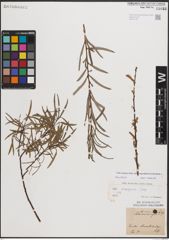 Foto von Salix eleagnos subsp. angustifolia (Cariot) Rech. f.